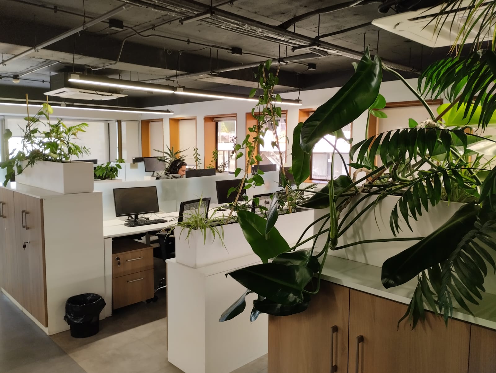 Vegetación interior, maceteros, riego y mantención especializada